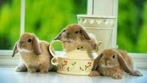 Kolik dekorativních králíků žije doma?